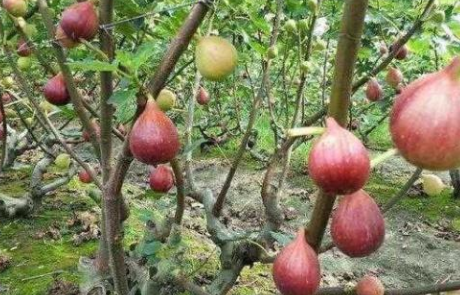 深圳农博会：绿色水果无花果的种植介绍