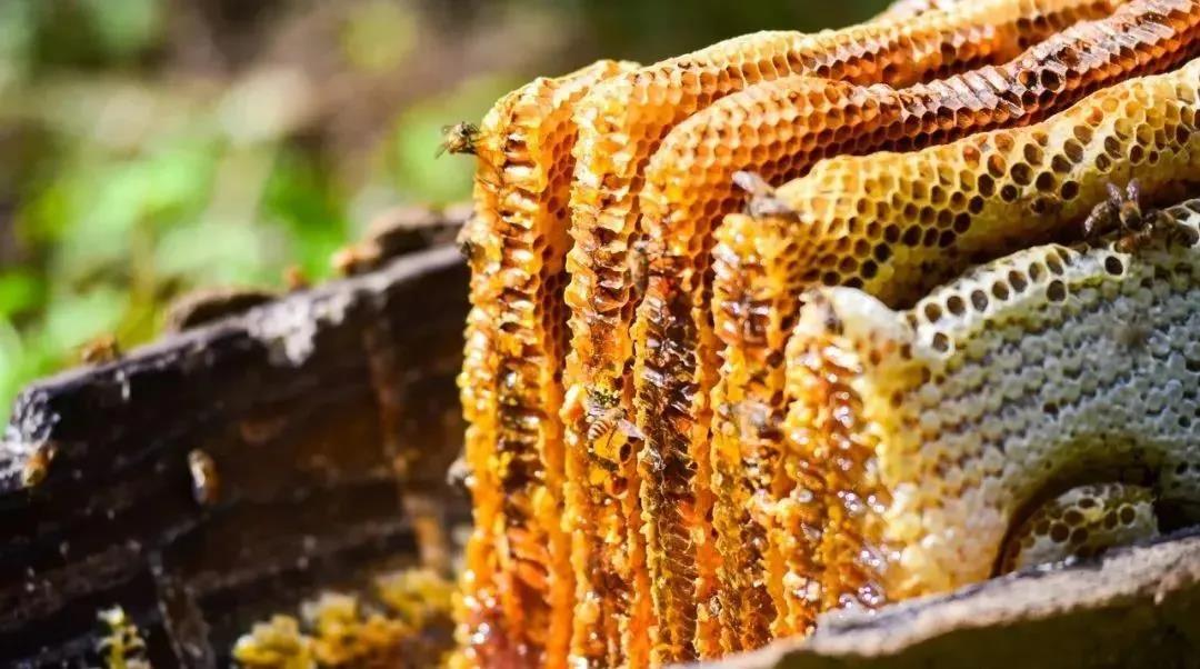 【每周优品】汉中古法原木桶养蜂产品将亮相第七届深圳绿博会
