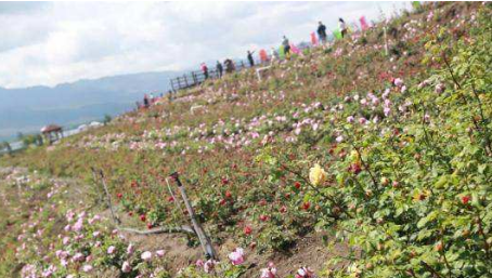 云南丽江借旅游生态优势打造世界一流“绿色食品”主产地