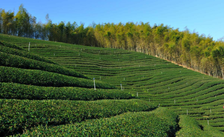 广东丰顺今年春茶产值逾7亿 实施高山茶振兴计划