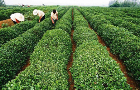 山东日照：国家级特色小镇年产4600吨茶