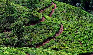 茶农种出“黄金茶” 深山飘满“科技香”