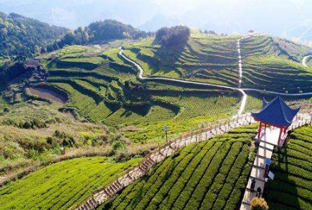 思南：生态茶产业绿满山野香飘山外