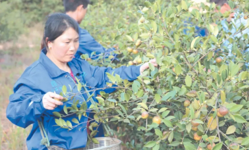 平江：小油茶做成大产业