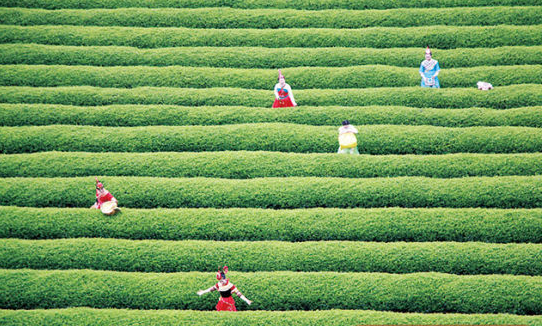 周宁：以茶兴旅 以旅促茶