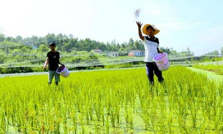 “广西首个”巨型水稻青蛙养殖示范基地吸引眼球