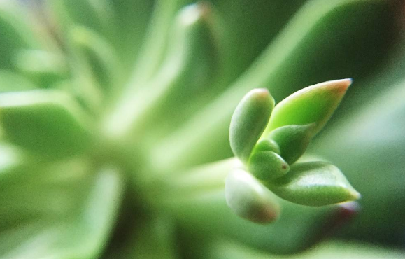 看绿色的植物能保护眼睛预防近视?听听专家怎么说