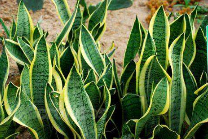 绿色植物虎皮兰的养殖方法