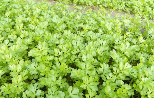 绿色食品芹菜的种植介绍