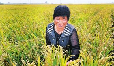 担心水稻条纹叶枯病造成水稻减产?你这样去做就行