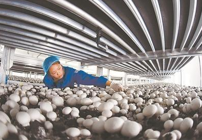 江苏食用菌产业年产值已达170亿元 小蘑菇撑起“致富伞”